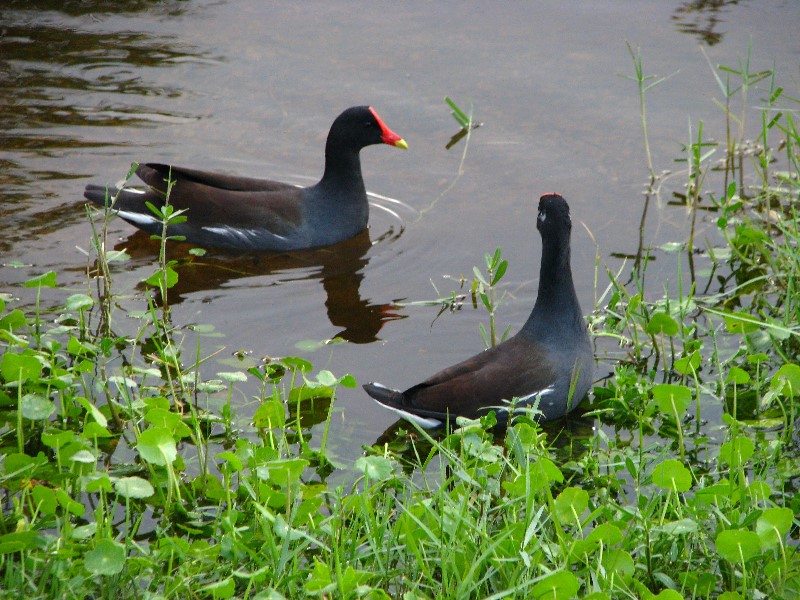 Everglades-Holiday-Park-Airboat-Ride-003