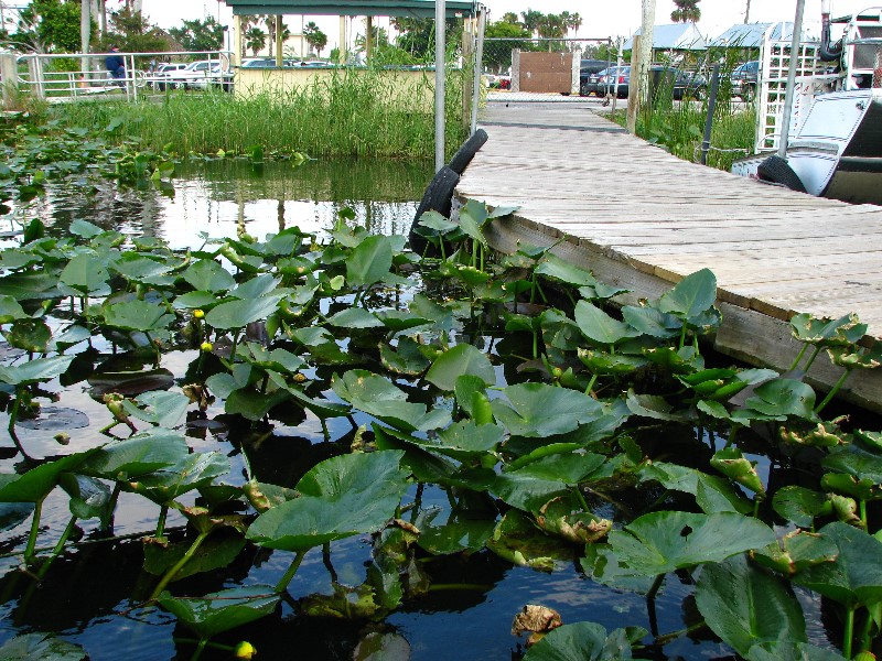 Everglades-Holiday-Park-Airboat-Ride-005