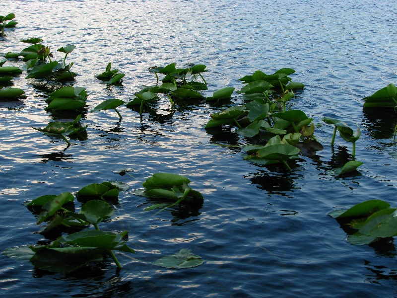 Everglades-Holiday-Park-Airboat-Ride-013