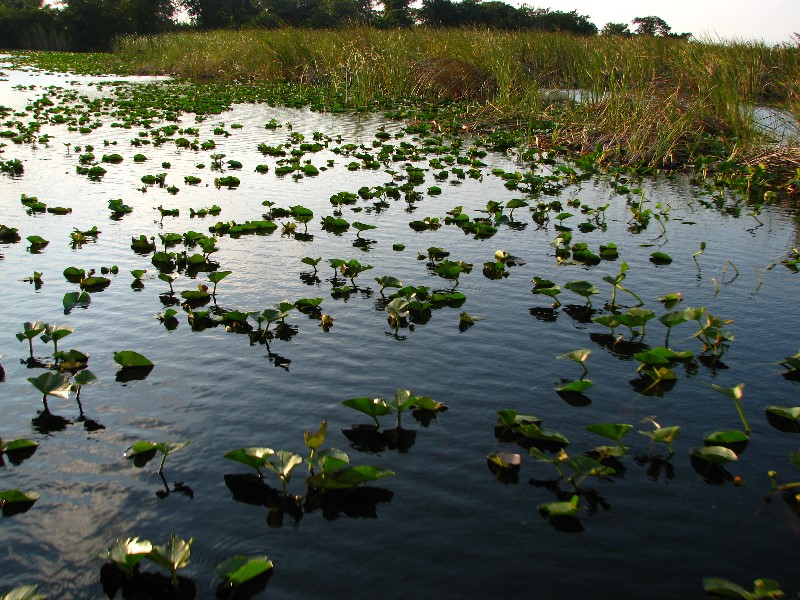 Everglades-Holiday-Park-Airboat-Ride-016