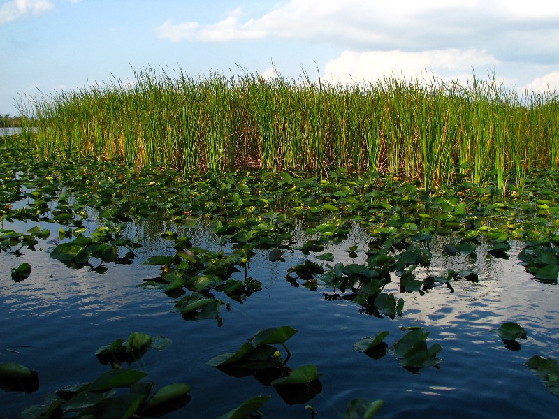 Everglades-Holiday-Park-Airboat-Ride-018