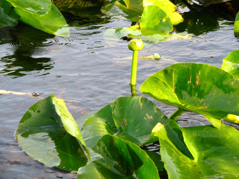 Everglades-Holiday-Park-Airboat-Ride-020