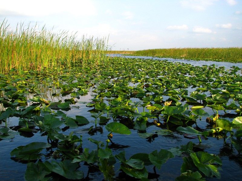 Everglades-Holiday-Park-Airboat-Ride-021