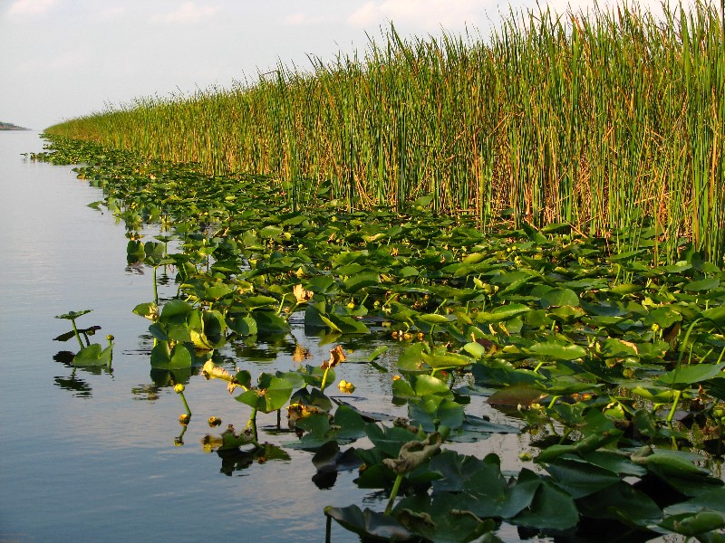 Everglades-Holiday-Park-Airboat-Ride-022