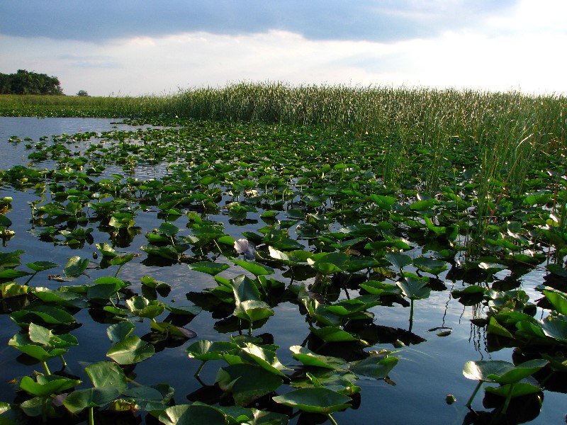 Everglades-Holiday-Park-Airboat-Ride-025