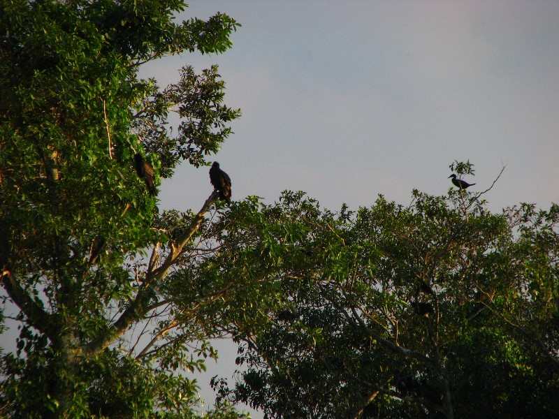 Everglades-Holiday-Park-Airboat-Ride-026