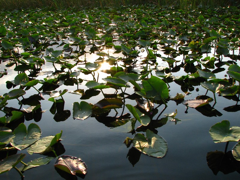 Everglades-Holiday-Park-Airboat-Ride-027