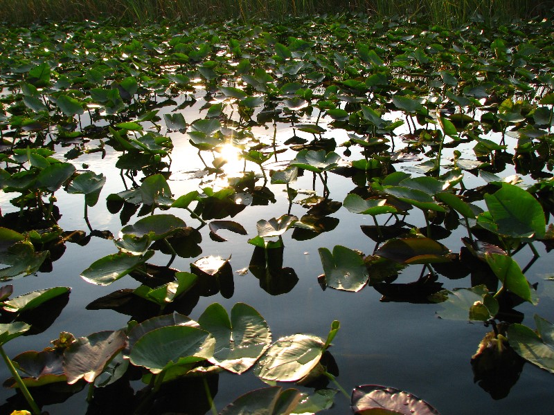 Everglades-Holiday-Park-Airboat-Ride-028