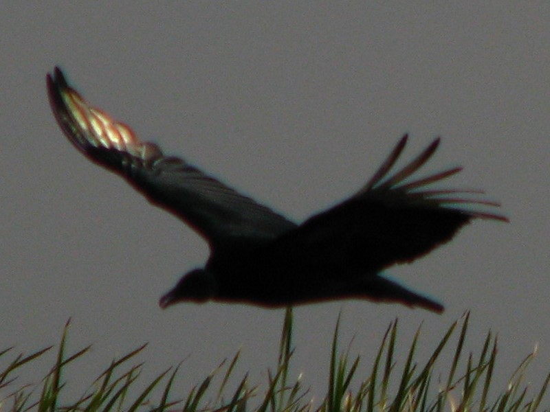 Everglades-Holiday-Park-Airboat-Ride-029