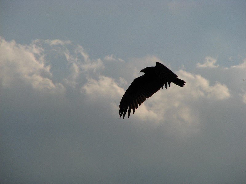 Everglades-Holiday-Park-Airboat-Ride-031