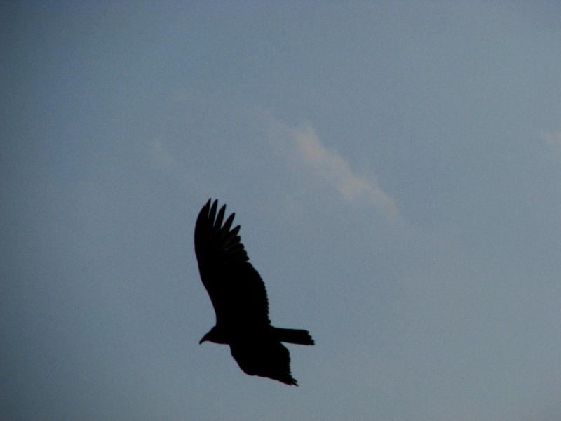 Everglades-Holiday-Park-Airboat-Ride-032