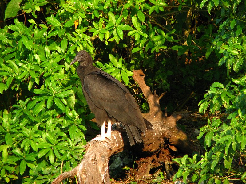 Everglades-Holiday-Park-Airboat-Ride-036