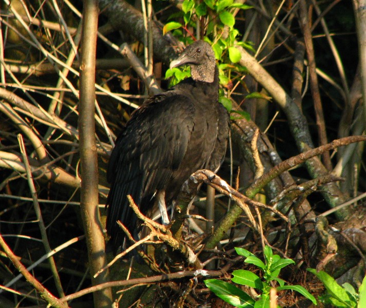 Everglades-Holiday-Park-Airboat-Ride-037