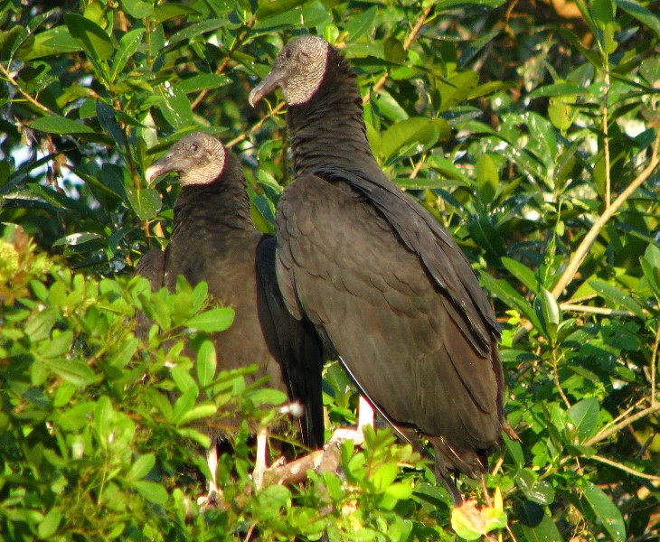 Everglades-Holiday-Park-Airboat-Ride-038