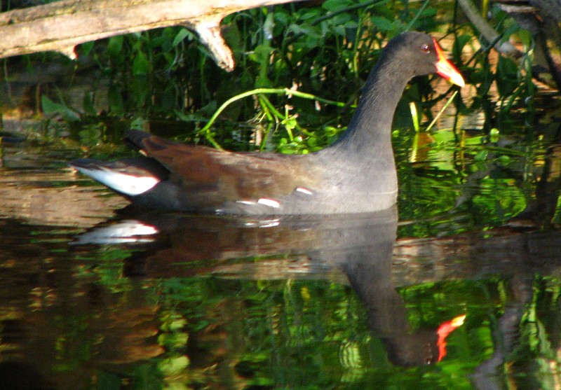 Everglades-Holiday-Park-Airboat-Ride-039