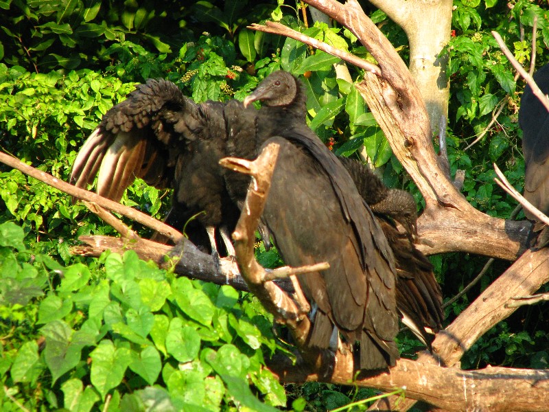 Everglades-Holiday-Park-Airboat-Ride-041