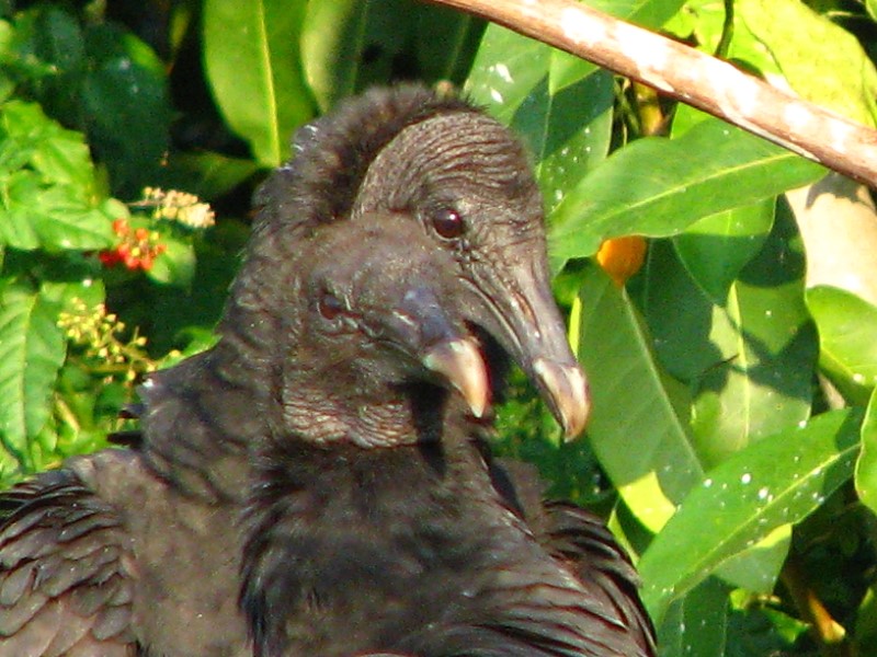 Everglades-Holiday-Park-Airboat-Ride-042