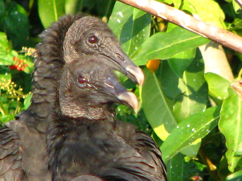 Everglades-Holiday-Park-Airboat-Ride-043