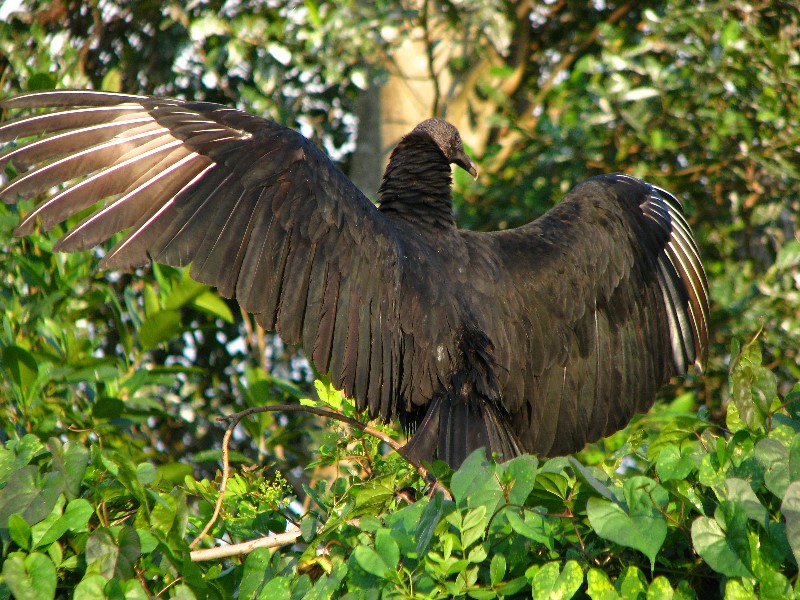 Everglades-Holiday-Park-Airboat-Ride-044