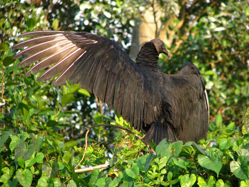 Everglades-Holiday-Park-Airboat-Ride-045