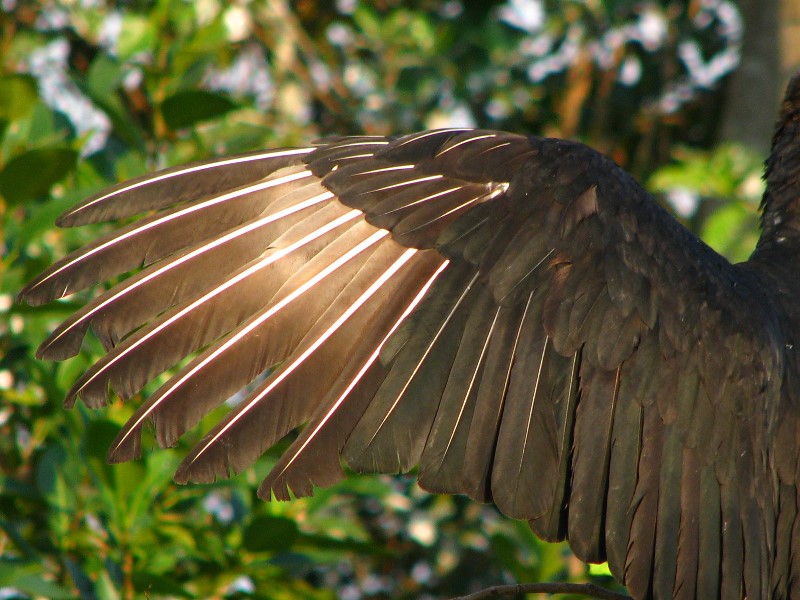 Everglades-Holiday-Park-Airboat-Ride-046