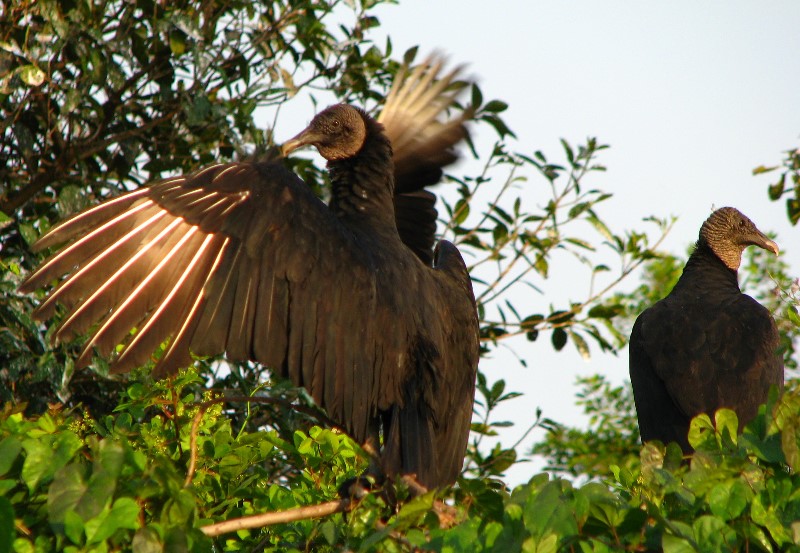 Everglades-Holiday-Park-Airboat-Ride-047