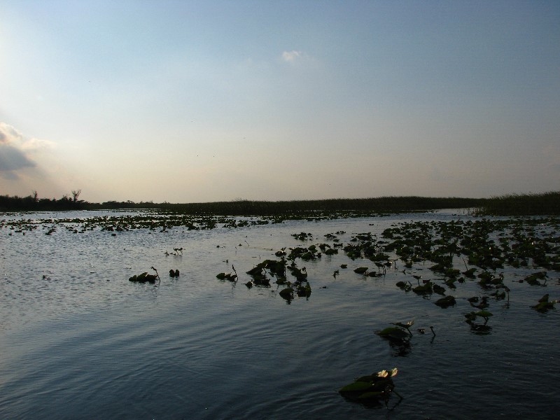 Everglades-Holiday-Park-Airboat-Ride-049