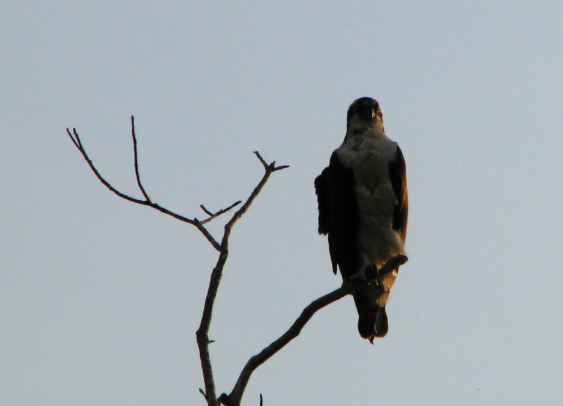 Everglades-Holiday-Park-Airboat-Ride-050