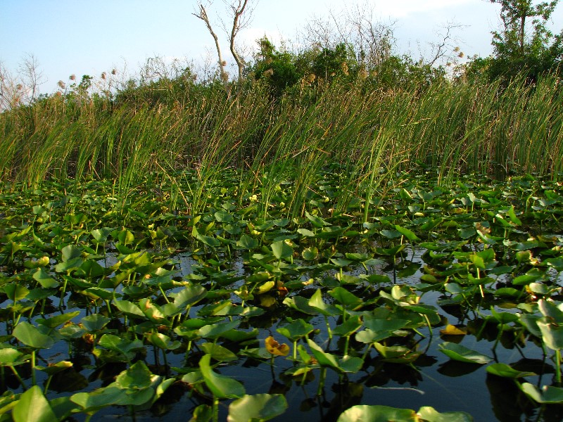 Everglades-Holiday-Park-Airboat-Ride-053