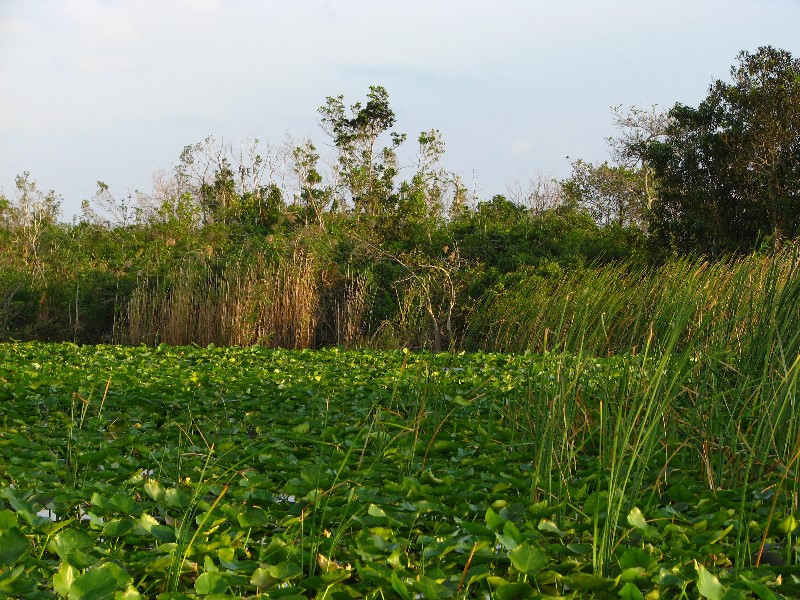 Everglades-Holiday-Park-Airboat-Ride-054