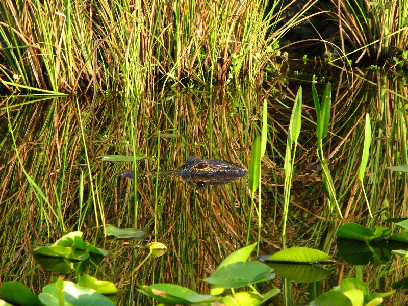 Everglades-Holiday-Park-Airboat-Ride-055