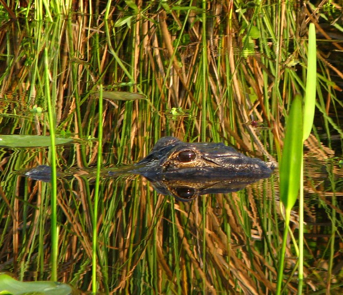 Everglades-Holiday-Park-Airboat-Ride-056