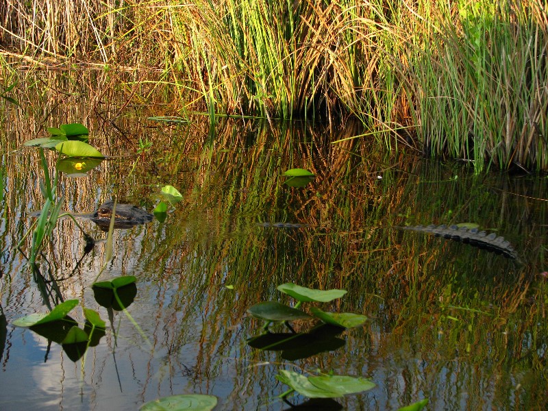 Everglades-Holiday-Park-Airboat-Ride-058