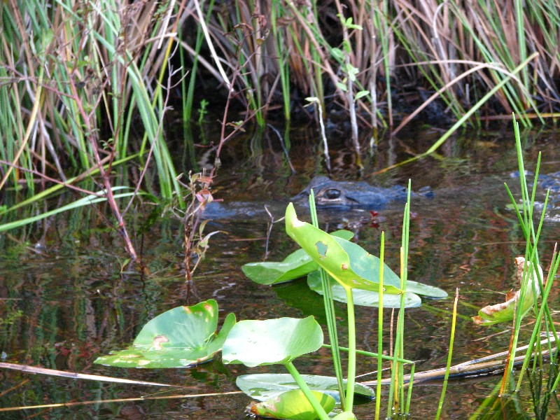 Everglades-Holiday-Park-Airboat-Ride-059