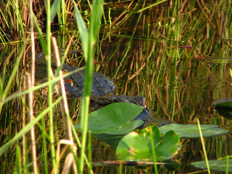 Everglades-Holiday-Park-Airboat-Ride-060