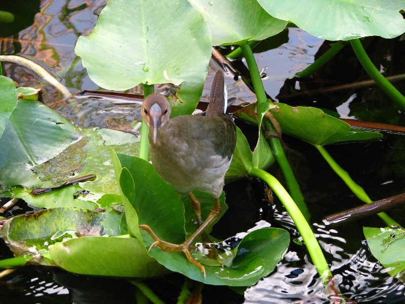 Everglades-Holiday-Park-Airboat-Ride-061