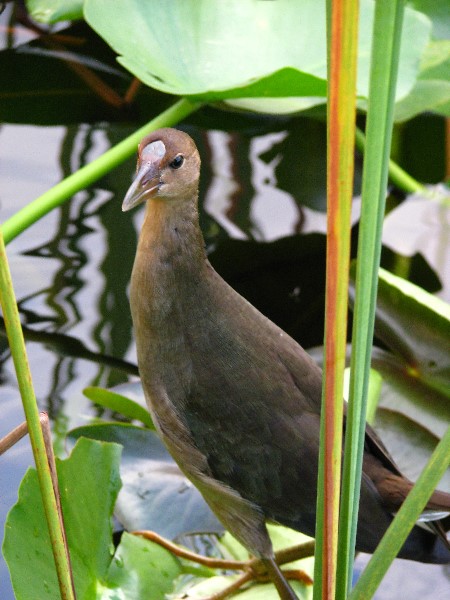 Everglades-Holiday-Park-Airboat-Ride-062