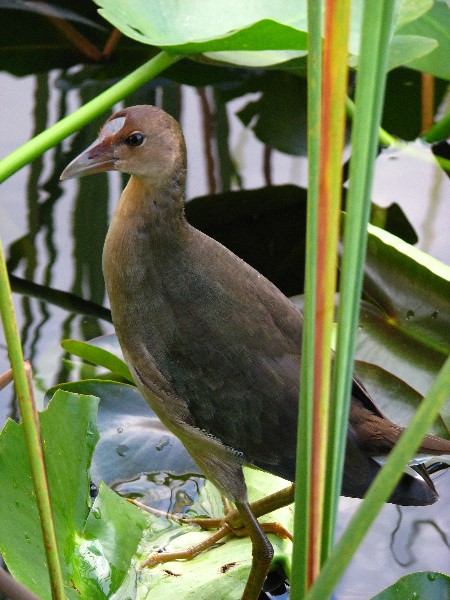 Everglades-Holiday-Park-Airboat-Ride-063