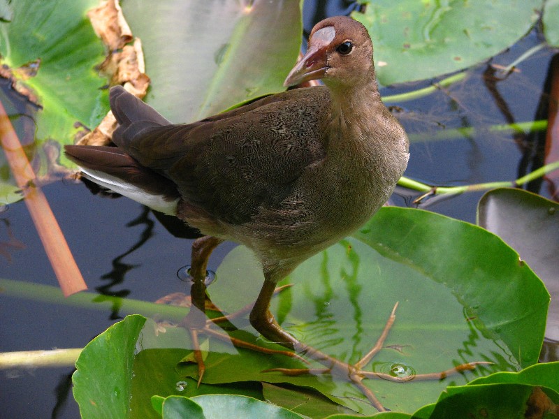 Everglades-Holiday-Park-Airboat-Ride-064