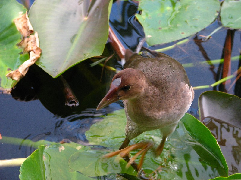 Everglades-Holiday-Park-Airboat-Ride-068