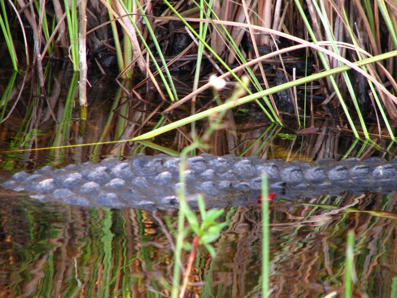 Everglades-Holiday-Park-Airboat-Ride-074