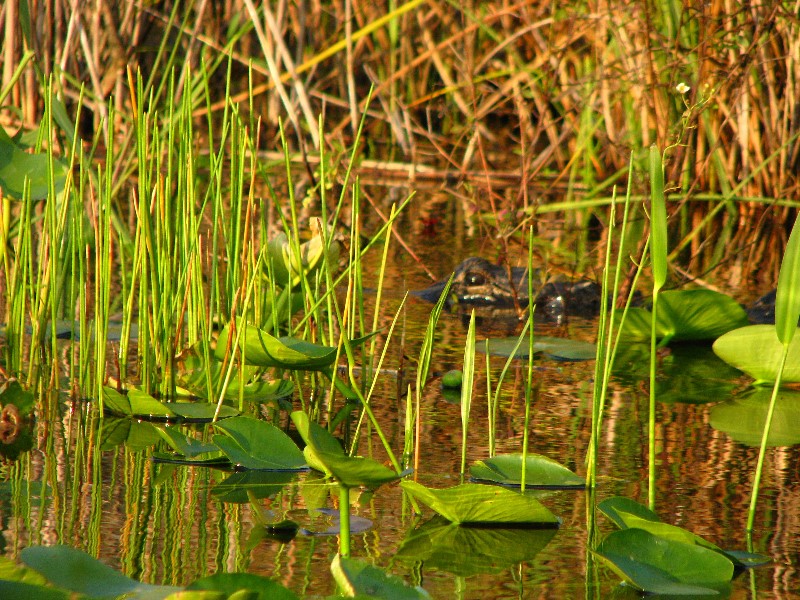 Everglades-Holiday-Park-Airboat-Ride-075