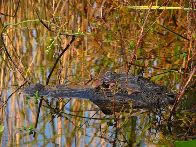 Everglades-Holiday-Park-Airboat-Ride-078