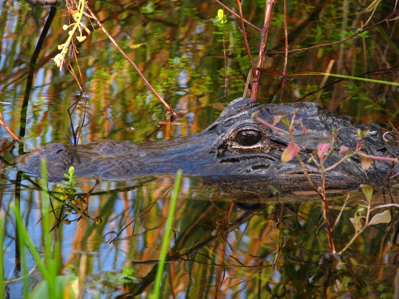 Everglades-Holiday-Park-Airboat-Ride-079