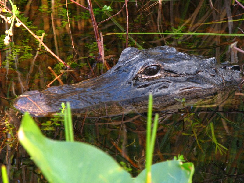 Everglades-Holiday-Park-Airboat-Ride-080