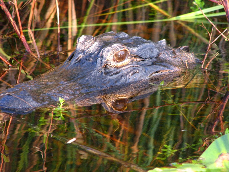 Everglades-Holiday-Park-Airboat-Ride-082