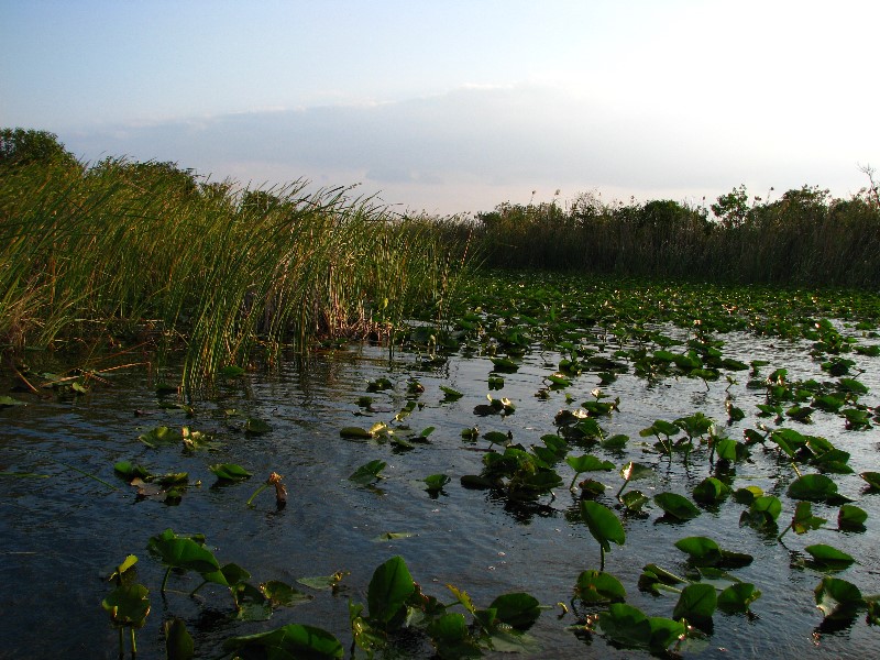 Everglades-Holiday-Park-Airboat-Ride-083