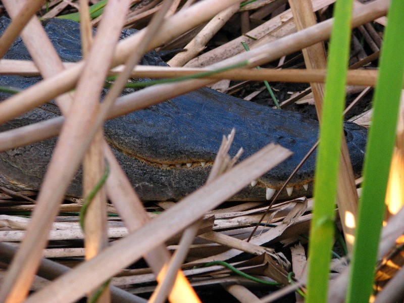 Everglades-Holiday-Park-Airboat-Ride-087