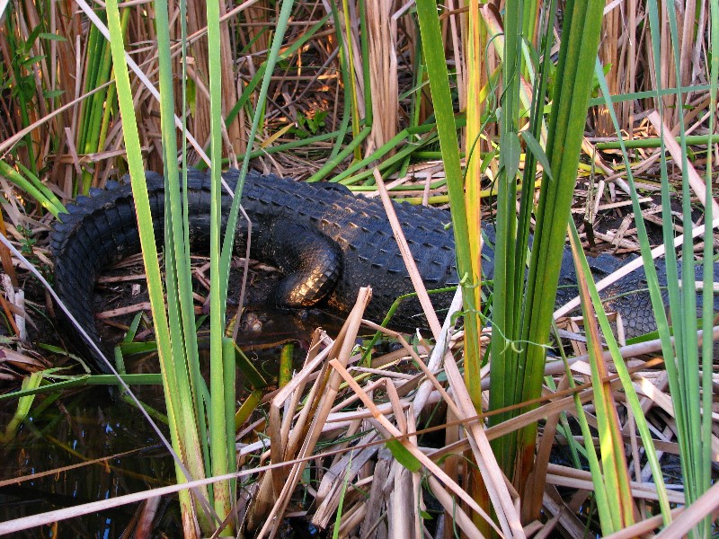 Everglades-Holiday-Park-Airboat-Ride-088