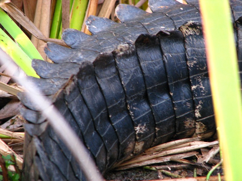 Everglades-Holiday-Park-Airboat-Ride-092